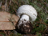 Amanita smithiana image