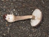 Amanita brunneolocularis image