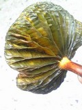 Phylloporus bellus image