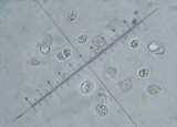 Amanita brunneolocularis image