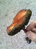 Phylloporus bellus image