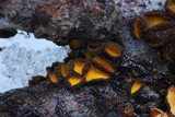 Lachnellula arida image