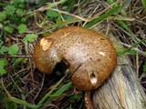 Suillus lakei image