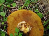 Suillus lakei image