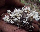 Isaria tenuipes image