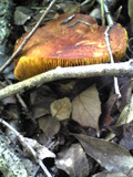 Phylloporus bellus image