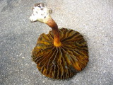 Phylloporus bellus image