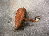 Phylloporus bellus image