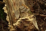 Bjerkandera adusta image