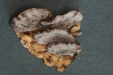 Bjerkandera adusta image