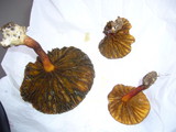 Phylloporus bellus image