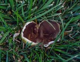 Peziza violacea image