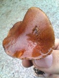 Phylloporus bellus image