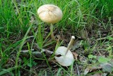 Xerula radicata image
