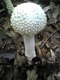 Amanita virgineoides image