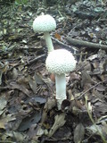 Amanita virgineoides image