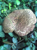 Boletellus emodensis image