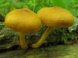 Pholiota granulosa image