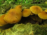 Pholiota granulosa image
