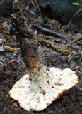 Polyporus radicatus image