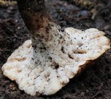 Polyporus radicatus image
