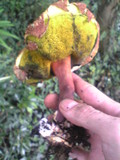 Boletellus emodensis image
