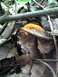 Amanita rufoferruginea image