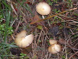 Bolbitius vitellinus image