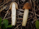 Verpa conica image