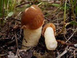 Verpa conica image