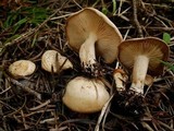 Clitocybe albirhiza image