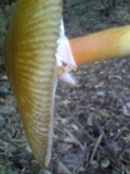 Amanita rufoferruginea image