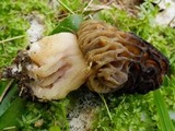 Morchella snyderi image