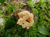 Morchella snyderi image