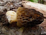 Morchella snyderi image