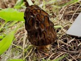 Morchella snyderi image