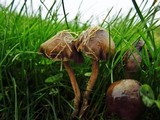 Psilocybe baeocystis image