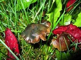 Psilocybe baeocystis image