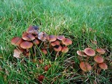Psilocybe stuntzii image