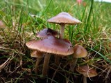 Psilocybe cyanofibrillosa image