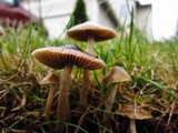 Psilocybe cyanofibrillosa image