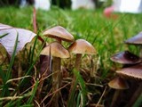 Psilocybe cyanofibrillosa image