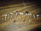 Psilocybe cyanofibrillosa image