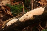 Ceriporia purpurea image