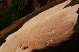 Ceriporia purpurea image