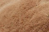 Ceriporia purpurea image