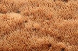 Ceriporia purpurea image