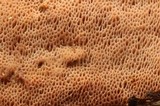 Ceriporia purpurea image