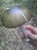 Amanita pseudoporphyria image