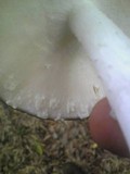 Amanita pseudoporphyria image